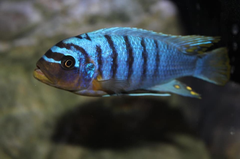 Maylandia fainzilberi 'Manda'